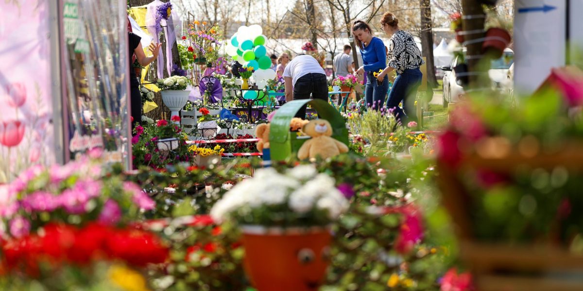 Simfonia Lalelelor, spectacol floral la Pitești: Floriști din toată România
