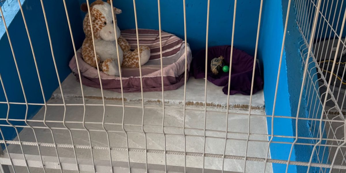 Atenție, căței! Ilfov are primul centru public de adopții