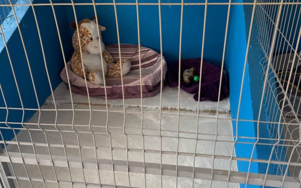 Atenție, căței! Ilfov are primul centru public de adopții