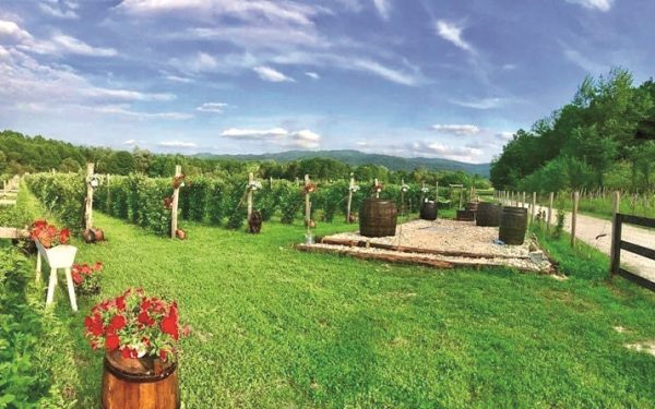 Hectarul din Gorj a transformat Abund Berry: De la moștenire, la 15 mil euro
