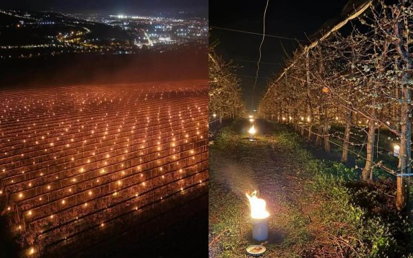 A ars 40.000 de euro pentru cireșe: Mărturia unui pomicultor din România