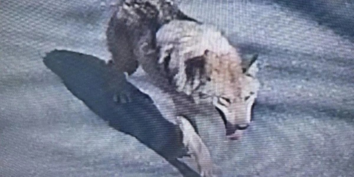 ALERTĂ în Coreea de Sud: Lup fugar, căutat cu drone și militari. Mesaj de la președinte