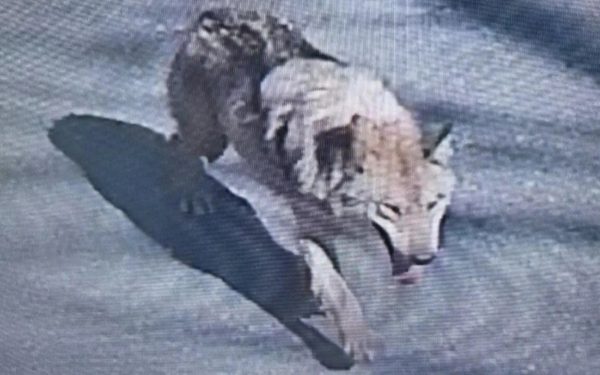 ALERTĂ în Coreea de Sud: Lup fugar, căutat cu drone și militari. Mesaj de la președinte