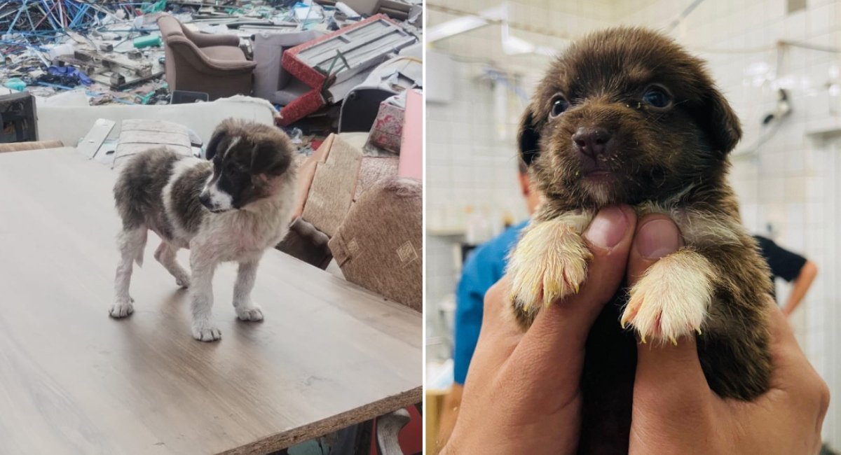 Autoritatea pentru Supravegherea și Protecția Animalelor (ASPA) București a preluat peste 600 de câini abandonați de pe domeniul public în primele trei luni ale acestui an