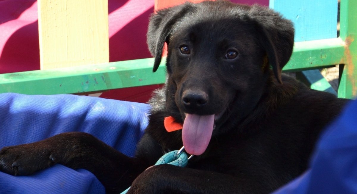 Autoritatea pentru Supravegherea și Protecția Animalelor (ASPA) București organizează duminică primul târg de adopții în aer liber din acest an, eveniment ce va avea loc în Parcul Circului, între orele 10:00 și 16:00