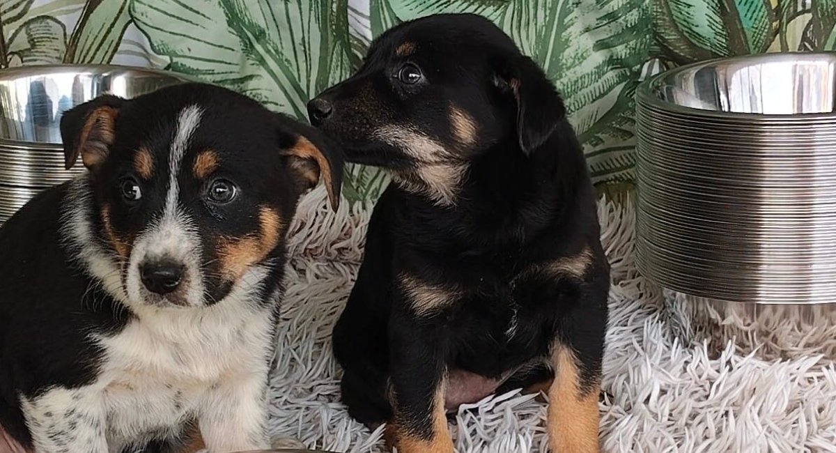 Adăposturile ASPA din București, închise pentru public de Paște Adăposturile Autorității pentru Supravegherea și Protecția Animalelor (ASPA) din București, inclusiv cele din Bragadiru și Mihăilești, vor fi închise publicului pe durata sărbătorilor pascale