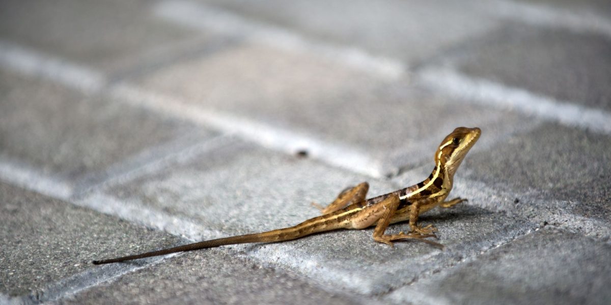 Animalele sălbatice, SURPRIZĂ în orașe: Cum se adaptează la viața urbană