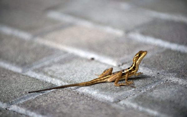 Animalele sălbatice, SURPRIZĂ în orașe: Cum se adaptează la viața urbană