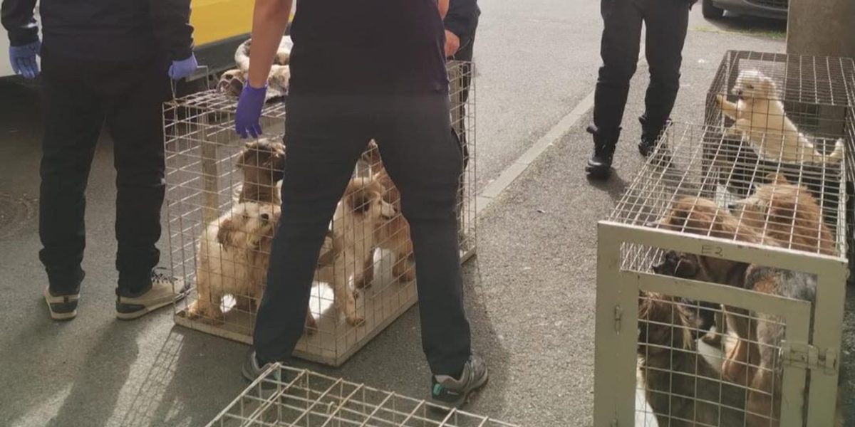Zeci de câini salvați dintr-un apartament din Sectorul 4, în mizerie