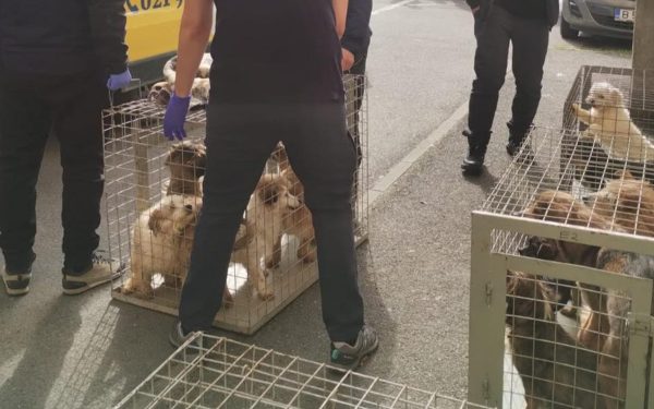 Zeci de câini salvați dintr-un apartament din Sectorul 4, în mizerie