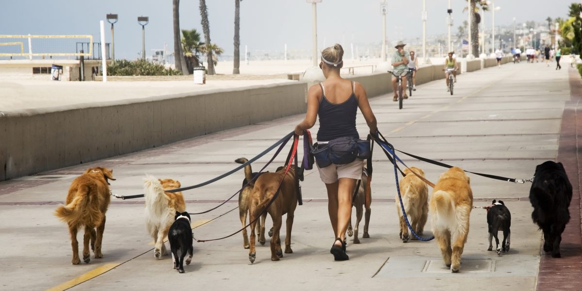 Câțiți ore poate sta câinele legat? NOI REGULI SUNT APROBATE