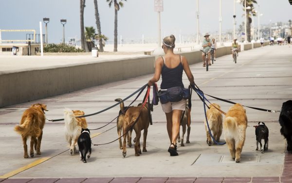 Câțiți ore poate sta câinele legat? NOI REGULI SUNT APROBATE
