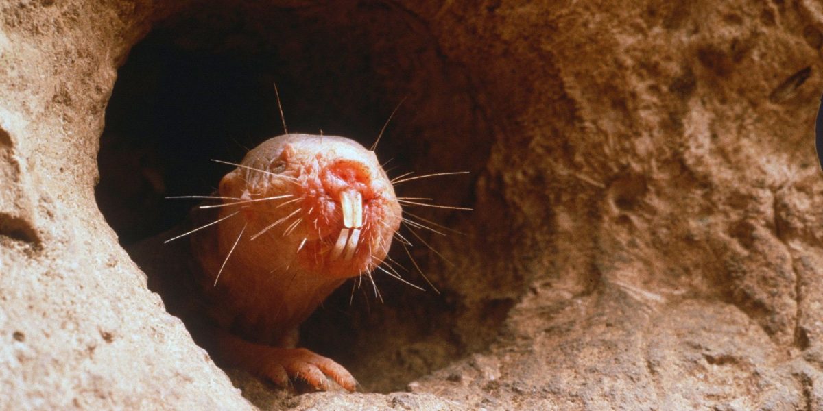 Câine, vacă sau șoarece? Testul-fulger despre animalul care simte cu dinții