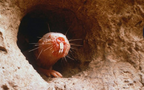 Câine, vacă sau șoarece? Testul-fulger despre animalul care simte cu dinții