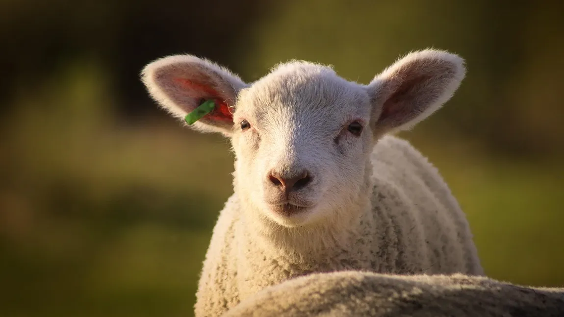 Prețurile mielului de Paște în 2026 variază considerabil în funcție de tipul de produs și de magazinul de unde se achiziționează