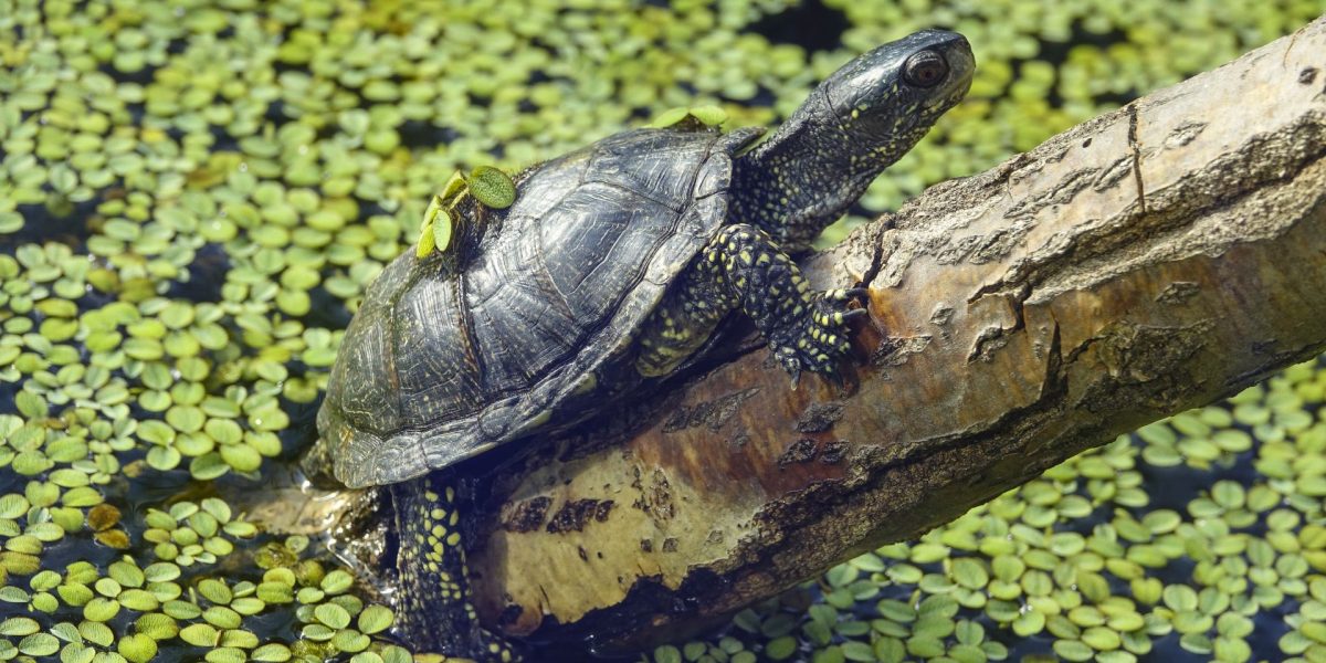 Neanderthalienii din Germania: Copiii vânau țestoase, dar nu pentru mâncare