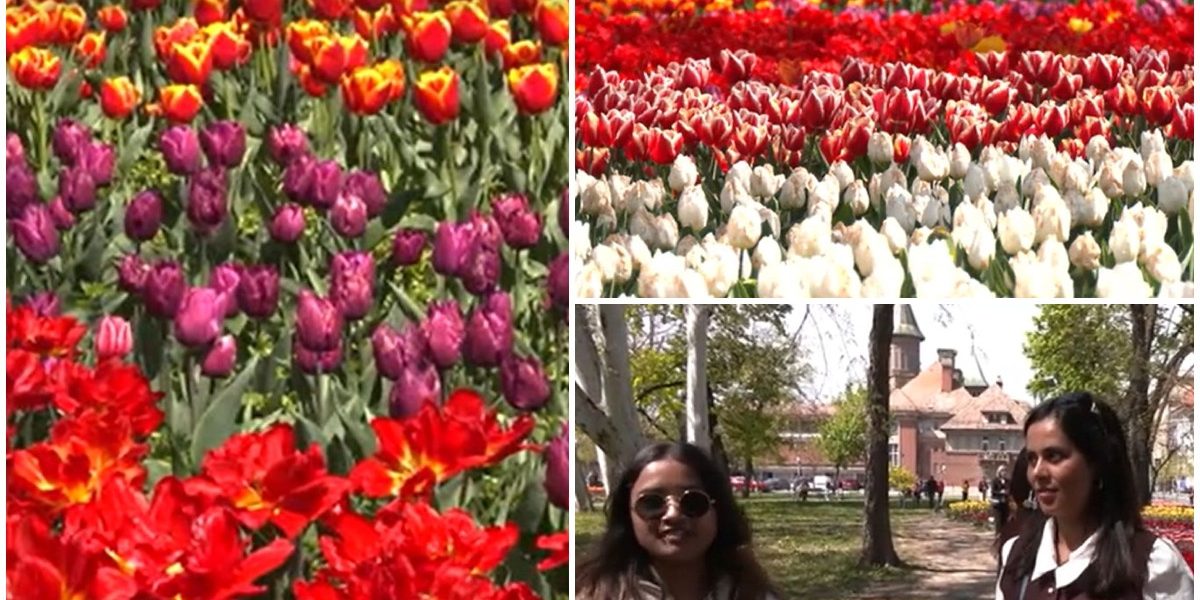 Lalelele din Timișoara, spectacol floral: 120.000 de flori atrag vizitatori și din regiune