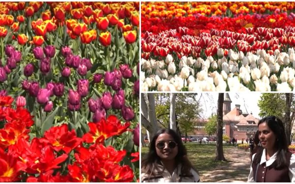 Lalelele din Timișoara, spectacol floral: 120.000 de flori atrag vizitatori și din regiune