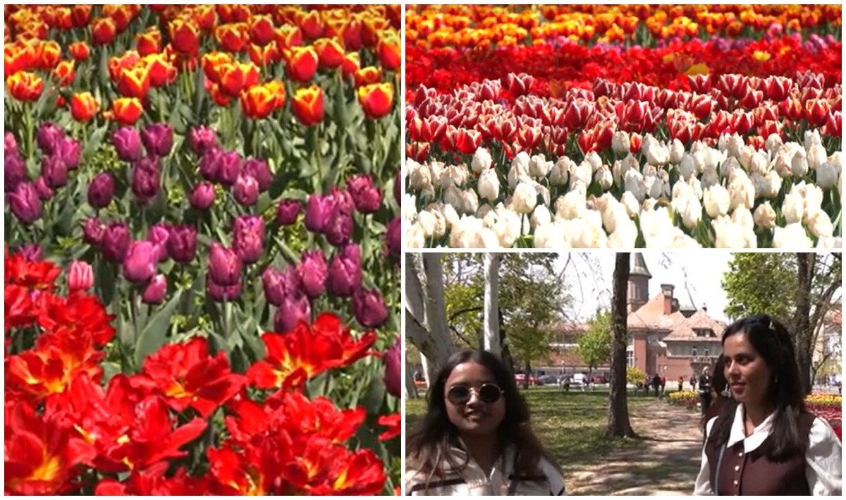Lalelele din Timișoara, spectacol floral: 120.000 de flori atrag vizitatori și din regiune