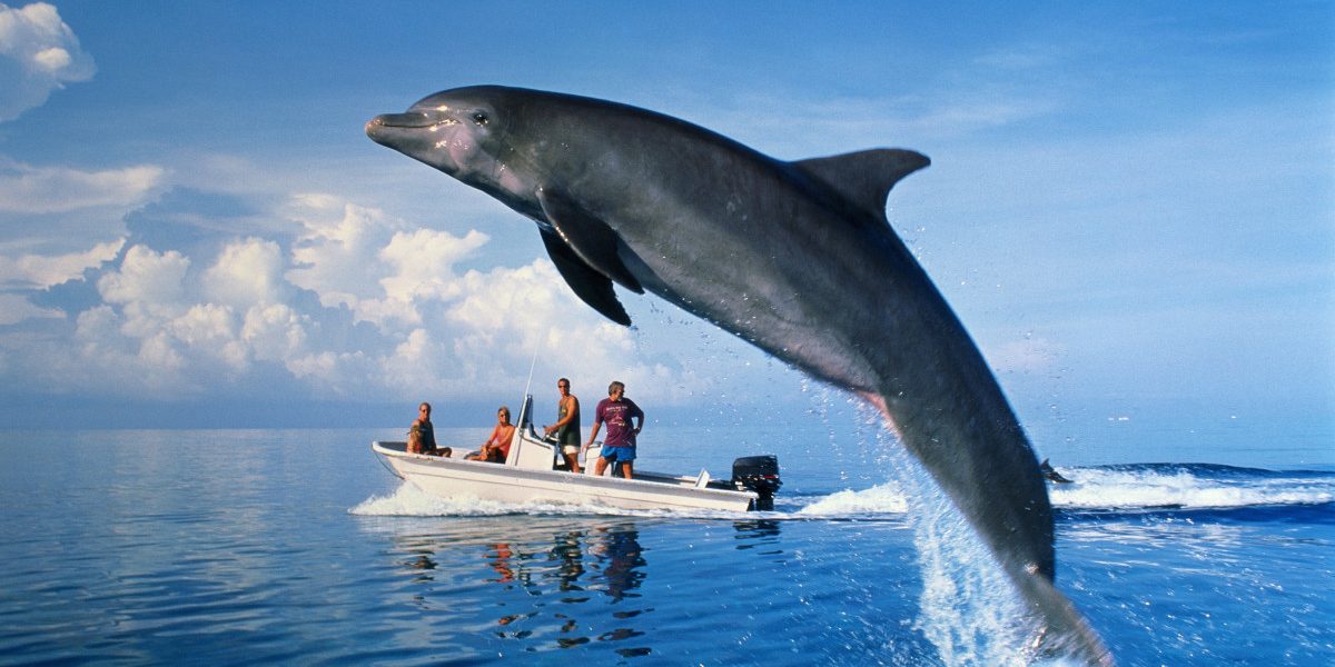 Dezastru pe litoral: 23 de delfini, morți pe plajele din Constanța. Care e cauza?