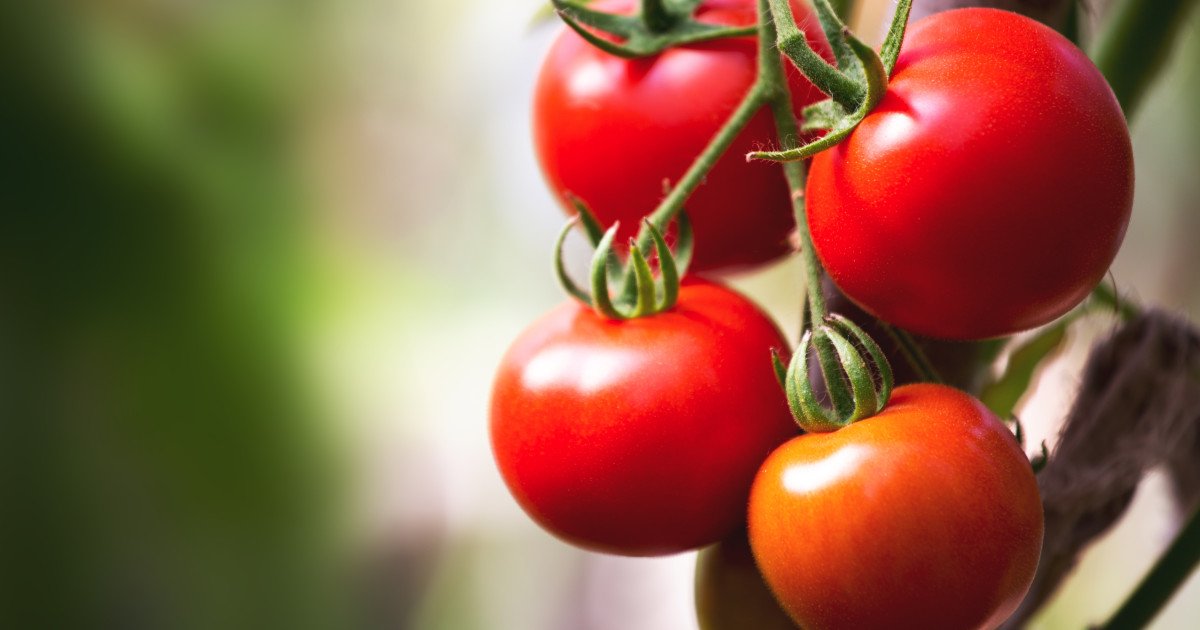 Producătorii de tomate din județul Olt încep deja recolta, iar vânzările en gros de pe piață indică prețuri de 40-42 de lei pe kilogram, cu câteva luni înainte de sezonul obișnuit