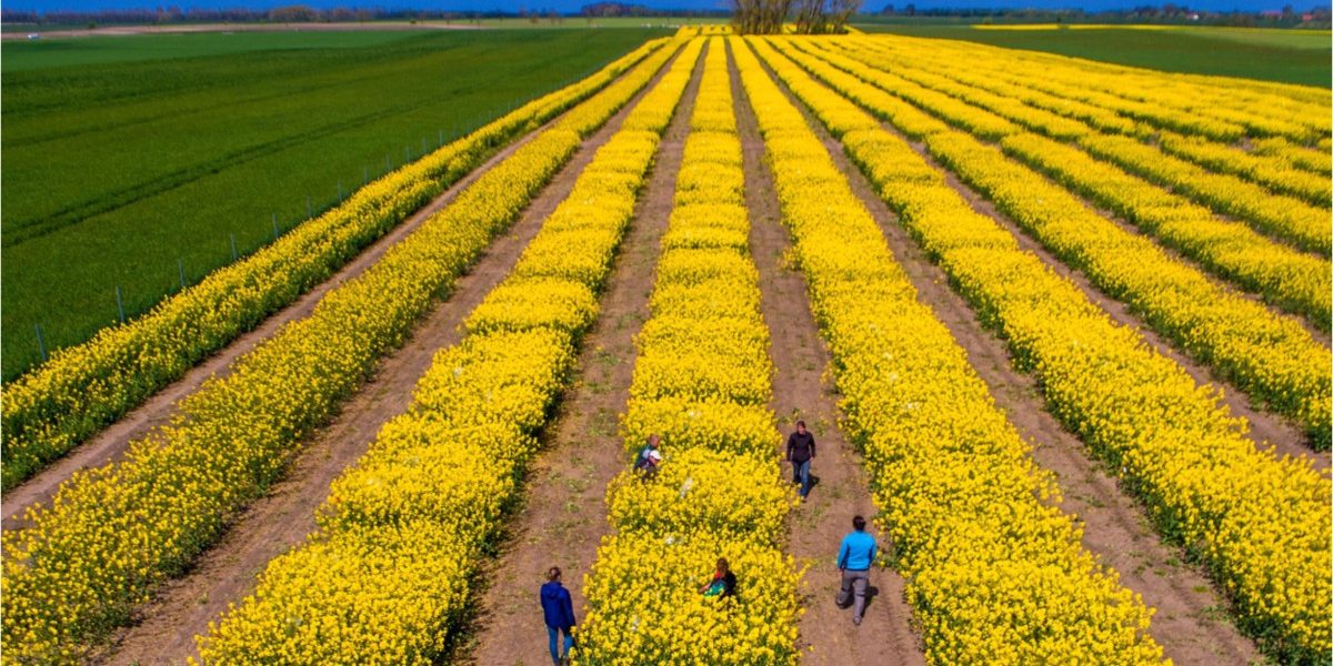 Tensiuni SUA-Iran: Piețele agricole, în alertă. Expertul Cezar Gheorghe liniștește România