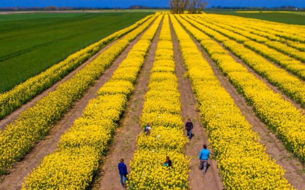 Tensiuni SUA-Iran: Piețele agricole, în alertă. Expertul Cezar Gheorghe liniștește România