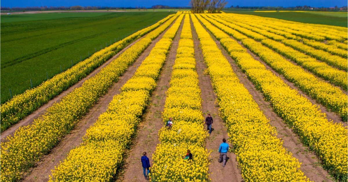 Tensiuni SUA-Iran: Piețele agricole, în alertă. Expertul Cezar Gheorghe liniștește România