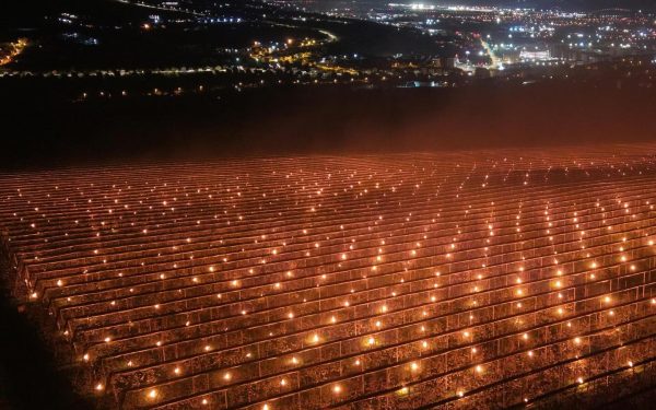 Cum salvează o fermă din Cluj cireșii de ger: „40.000€ arși”