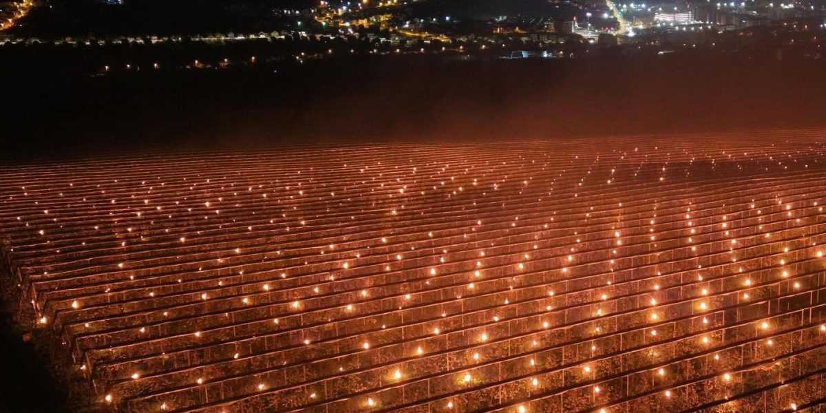 Costuri uriașe pentru salvarea pomilor: Fermierul a ars 40.000 de euro! De ce sunt scumpe cireșele?