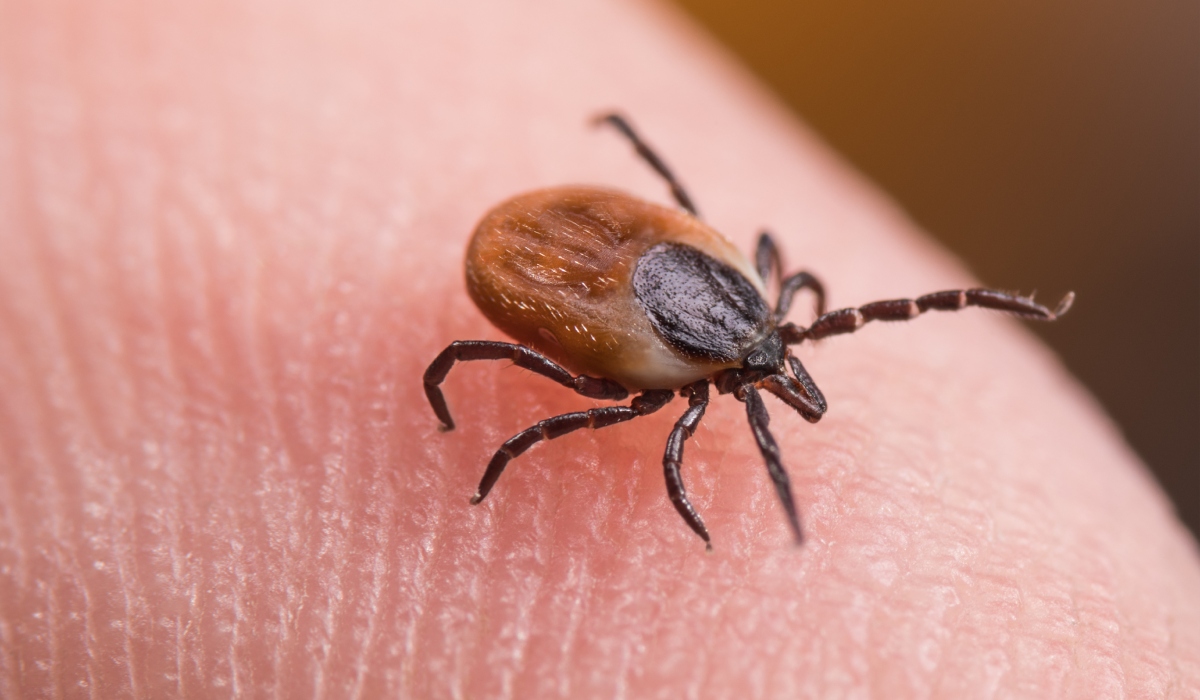 Cercetătorii francezi au descoperit un mecanism esențial prin care căpușele transmit boli periculoase, deschizând astfel drumul către noi metode de prevenție