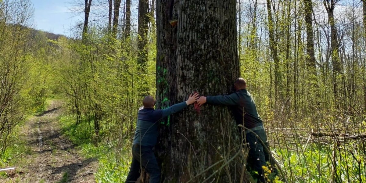 Diana Buzoianu salvează copacii seculari de la Iași: „Vor trăi pentru biodiversitate!”
