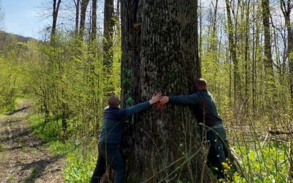 Diana Buzoianu salvează copacii seculari de la Iași: „Vor trăi pentru biodiversitate!”