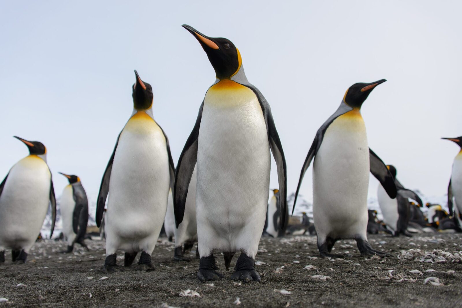 Pinguinul Imperial, pe lista speciilor pe cale de dispariție