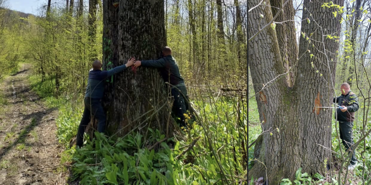 Ministrul Mediului salvează arborii seculari de lângă Iași: Cum au fost opriți de la tăiere (FOTO)