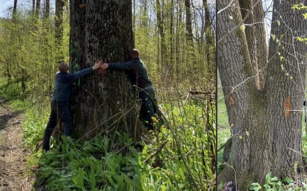 Ministrul Mediului salvează arborii seculari de lângă Iași: Cum au fost opriți de la tăiere (FOTO)