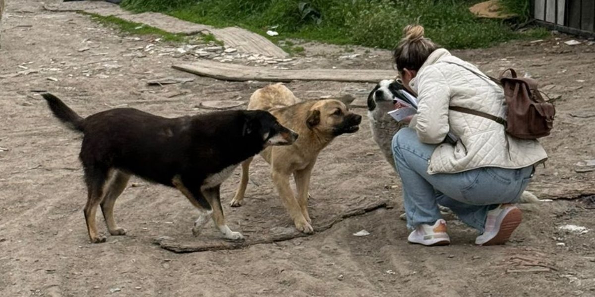 Ilfov: Sterilizări GRATUITE pentru câini cu stăpân, în alte două localități!