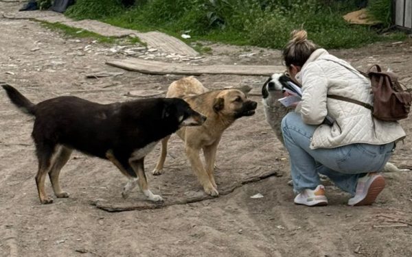Ilfov: Sterilizări GRATUITE pentru câini cu stăpân, în alte două localități!
