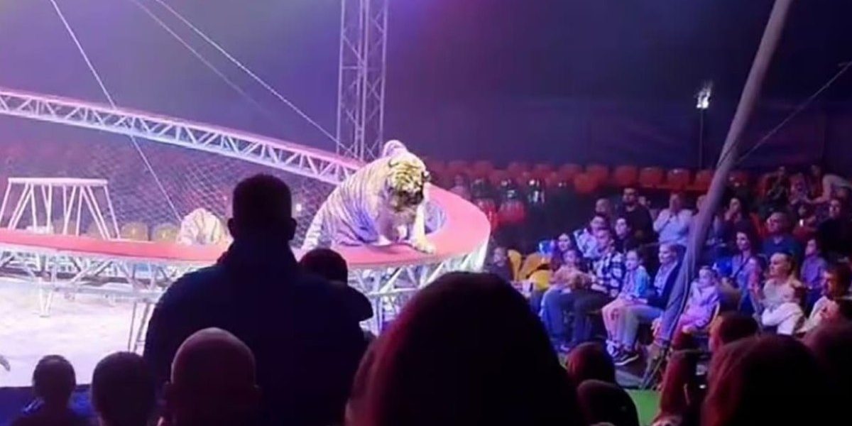 Tigru fioros în arenă: Panica la un circ din Rusia, copiii țipau