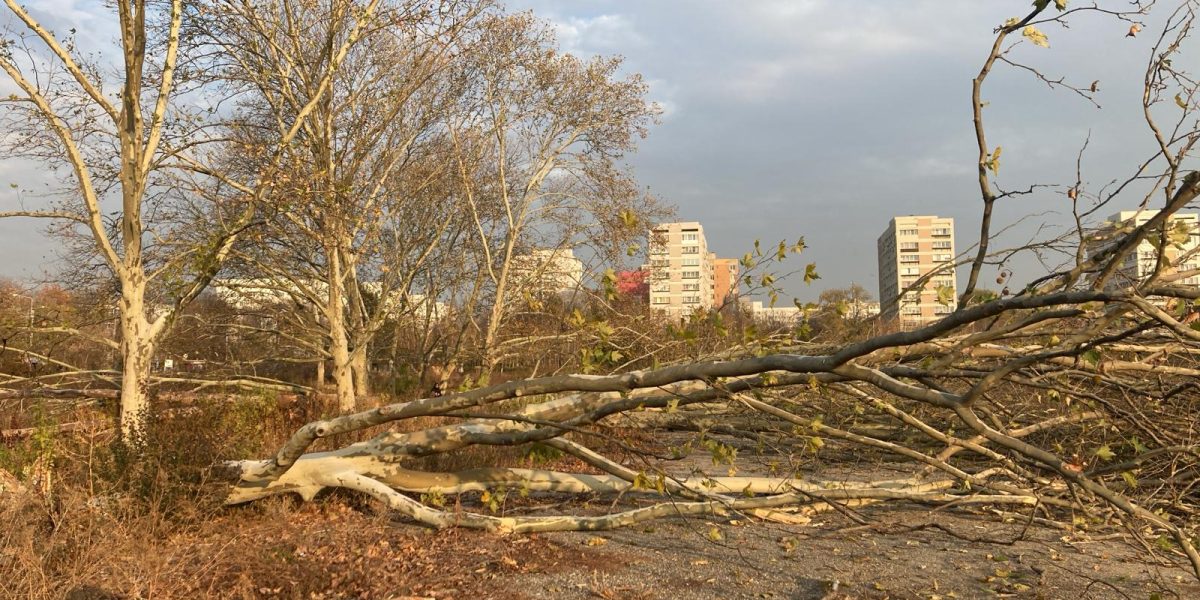 Diana Buzoianu lovește! Ordonanța anti-tăieri ilegale de arbori, la avizare