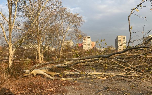 Diana Buzoianu lovește! Ordonanța anti-tăieri ilegale de arbori, la avizare