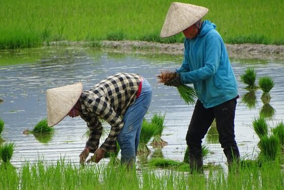 Criza de combustibil, efect direct al războiului din Iran: orezul asiatic, în pericol