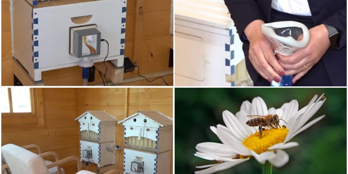 Aerul din stup, secretul vindecării: Unde poți face apiterapie în România