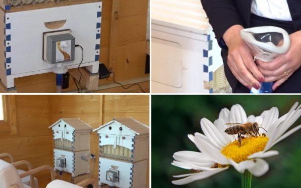 Aerul din stup, secretul vindecării: Unde poți face apiterapie în România