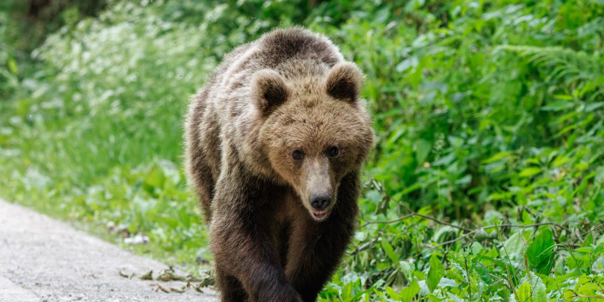 Urs împușcat ilegal în Brașov: Doi bărbați reținuți, armă cu termoviziune găsită