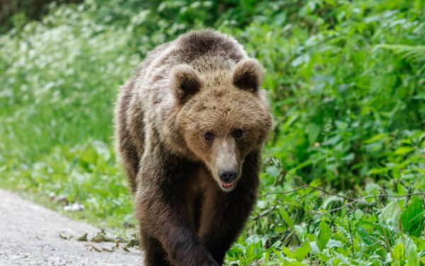 Urs împușcat ilegal în Brașov: Doi bărbați reținuți, armă cu termoviziune găsită