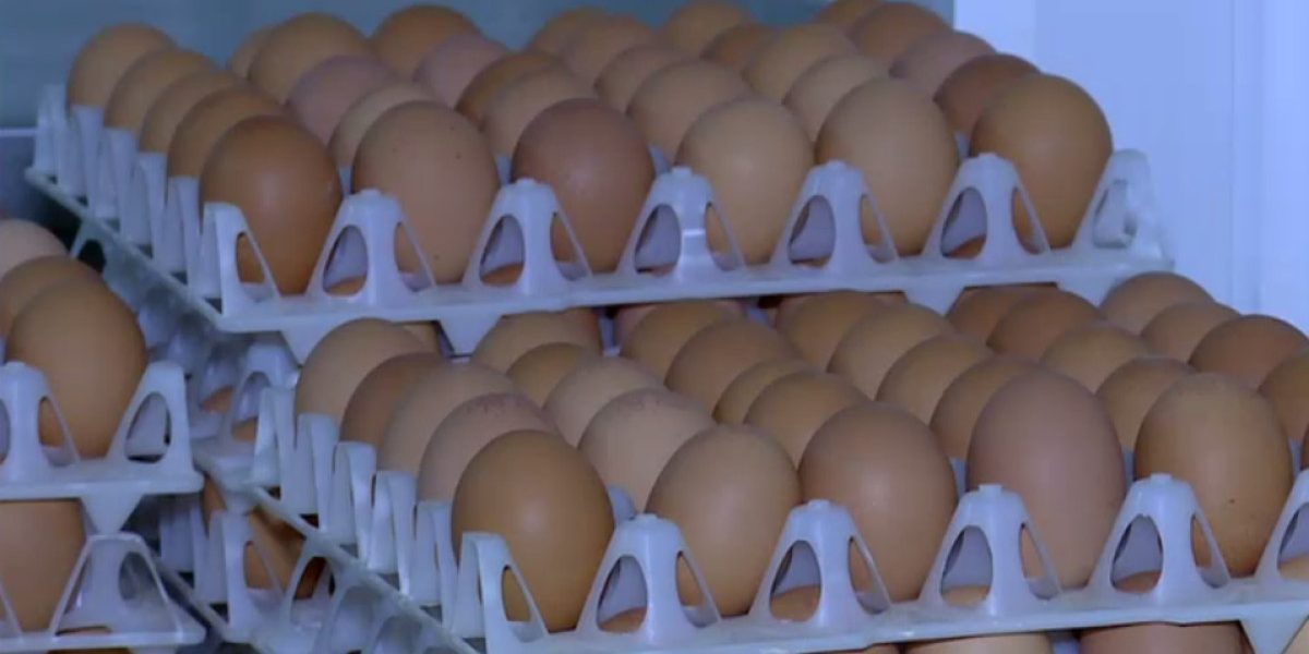 Ouă cu Salmonella pe piață: 1,5 milioane retrase înainte de sărbători