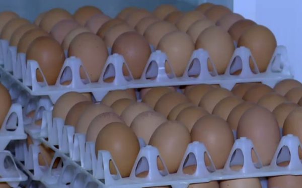 Ouă cu Salmonella pe piață: 1,5 milioane retrase înainte de sărbători