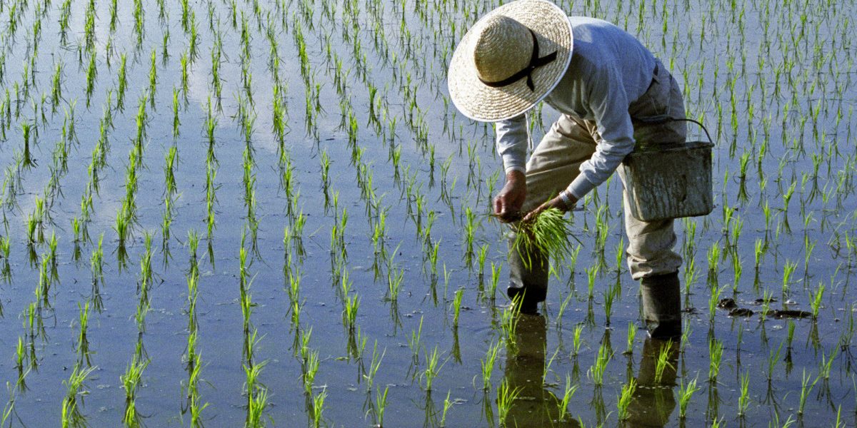 Războiul din Iran lovește: Lipsa carburantului pune sub semnul întrebării recolta de orez din Asia