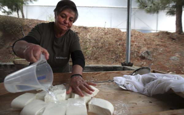 Halloumi în pericol: fermierii ciprioți se roagă de turci să salveze brânza